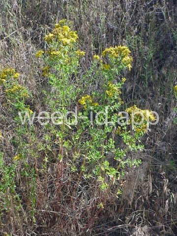 St. Johnswort, common